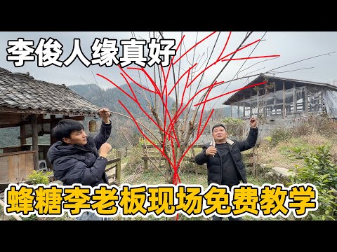 比榴莲还贵的蜂糖李，身价千万的基地老板亲自教李俊种植管理蜂糖李，目不转睛的跟着学