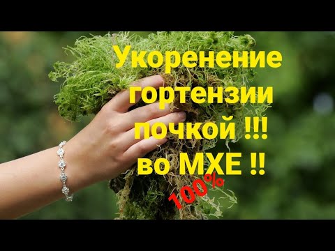 A 100% way to root hydrangeas using moss! 💥 💣The results will inspire you👍