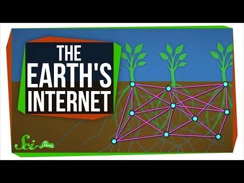 The Earth's Internet: How Fungi Help Plants Communicate