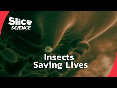 How Insects Are Revolutionizing Medicine | SLICE SCIENCE | FULL DOC