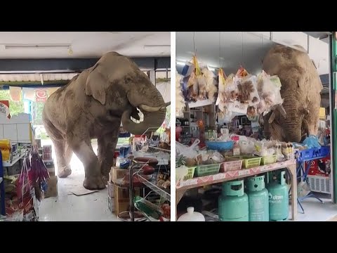Elephant Decides to Visit Store for a Snack