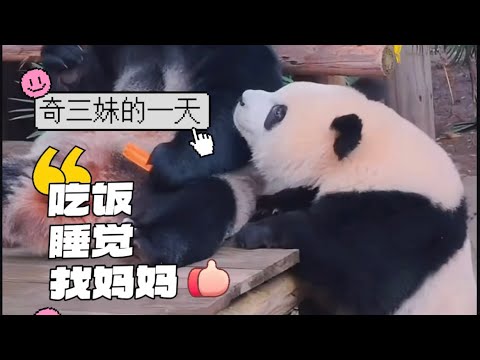 三混子的一天，吃饭睡觉、跟妈妈“打架”，还有到处找妈妈！One day of Qi Sanmei: eat、sleep、fighting with her mother…#奇三妹#熊猫 #panda 