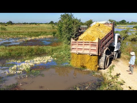First Starting A New Project!Dump Truck Pouring Soil Delete Feild,Expert Bulldozer D20P Pushing Soil