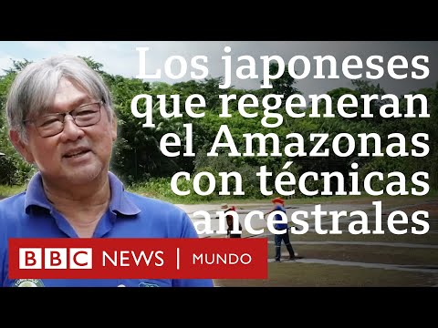 La comunidad japonesa que cultiva "bosques alimentarios" y ayuda a recuperar el Amazonas