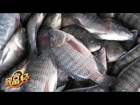 每亩池塘一年卖出20多万元的鱼！与众不同的养鱼方法给他带来千万财富！「致富经」20211224