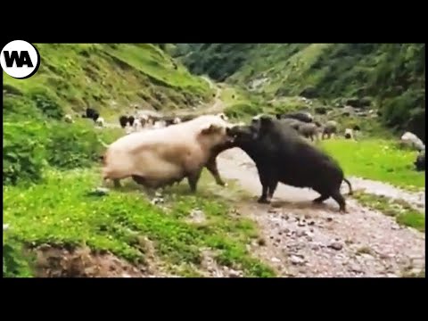 Pets That Kill All Wild Animals