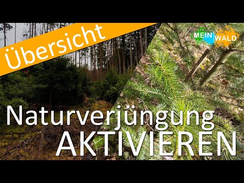 Wie aktivieren ich meine Naturverjüngung? 🌱🌳 Alles was du wissen musst
