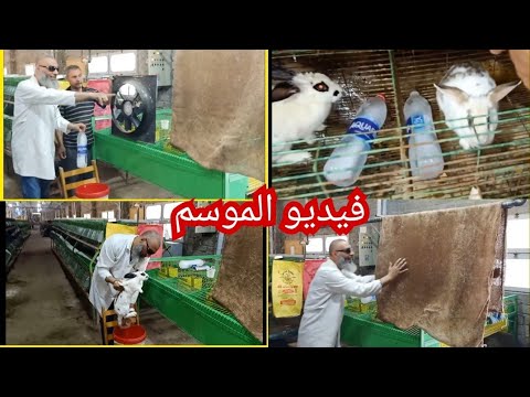 افكار سهله ببلاش هتنقلك نقله جباره في تربية الارانب في الصيف ابطال الصيف