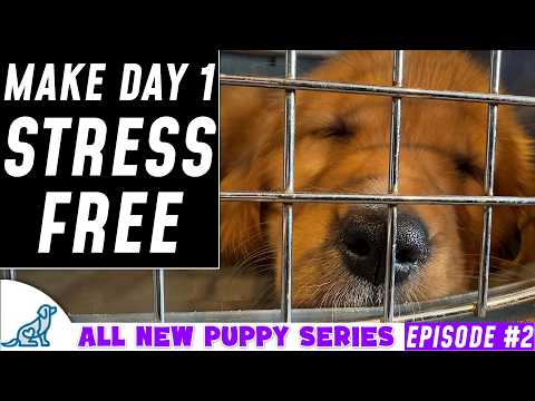 First Day / Night Home Puppy Training Plan (New Puppy Series)