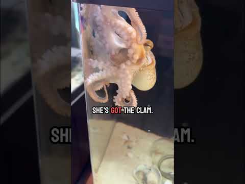 My octopus Haley is mad because she’s not getting attention