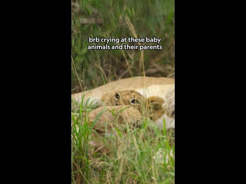 Baby animals and their parents 💛 #GrowingUpAnimal