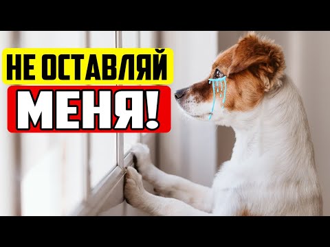 NEVER DO THIS WHEN YOU LEAVE YOUR DOG HOME ALONE