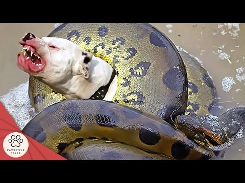 40 Animals That Asked People for Help & Kindness!