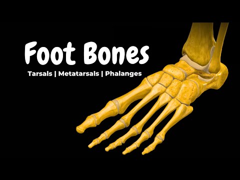 Bones of the Foot (Tarsals, Metatarsals & Phalanges) | Anatomy