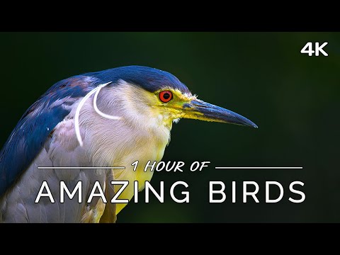 Amazing Birds: 1 HOUR of Colorful Birds with Ambient Music (4K UHD Film)