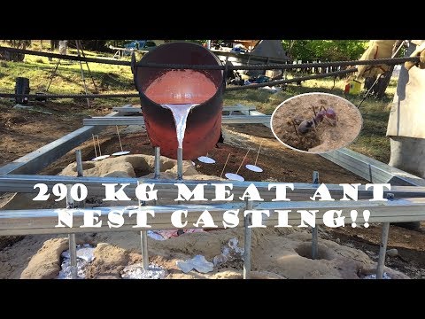 290 kg (640 lb) Aluminium Casting of a Meat Ant Nest - Iridomyrmex purpureus - Armidale 2016/10/18