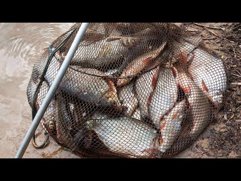 ШИКАРНАЯ ПЛОТВА И ГУСТЕРА КЛЮЁТ НА РАКУШКУ!!! РЫБАЛКА НА УДОЧКУ В ПРОВОДКУ! РЫБА ОБОЖАЕТ ЭТУ НАЖИВКУ