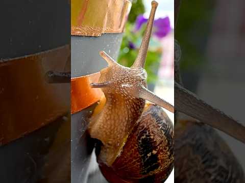 Stopping snails - with a BATTERY