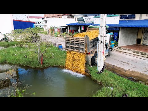 Amazing!! Small earthmoving trucks and bulldozers push soil into the water and into the fields.