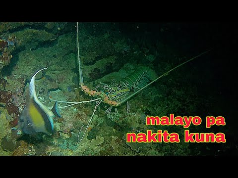 ep490 malaking banagan malayo pa kita kuna night spearfishing Philippines