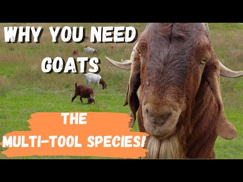 Why You Need Goats on Your Farm
