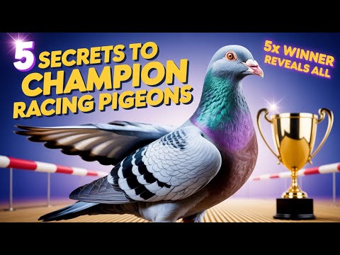 🏆 TOP 5 ESSENTIALS FOR RAISING A CHAMPION RACING PIGEON 🏆