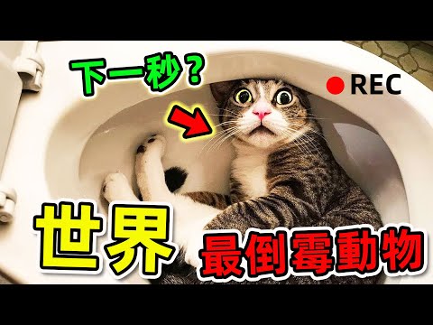 動物最驚人10大翻車瞬間！第7名全網笑到窒息，第一名連上帝都看傻，結局實在太治愈！|世界之最TOP