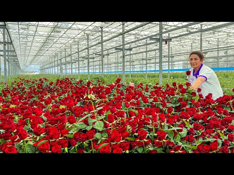 Rose Heaven: Inside a 323,000 Square Feet Year-Round Flower Production Plant!