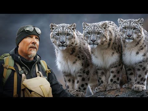 Face to Face With Three Snow Leopards!