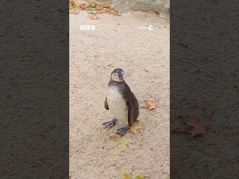 Nadia Jae’s shift as a penguin keeper! 🐧🥹 #JobSwap #NadiaJae #Penguins #Zoo