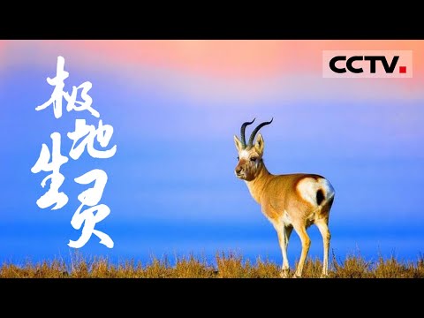 《极地生灵》圣地上的美丽精灵！探秘西藏珍稀动物栖息的最后一片净土世界 【CCTV纪录】
