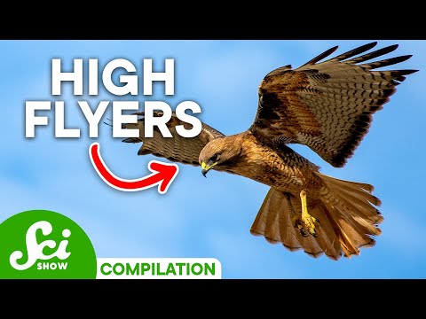 Earth's Most Amazing Flying Animals | Compilation
