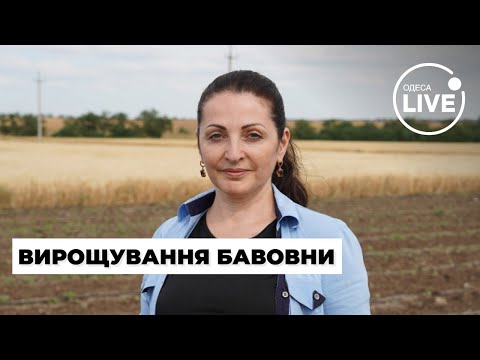 ⚡️БАВОВНА НА ОДЕЩИНІ! Підприємиця вирощує нетипову для України рослину | Odesa.LIVE