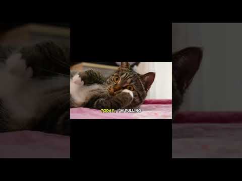 Don't Let the Sofa Puzzle Fool You 4 Common Mistakes to Avoid