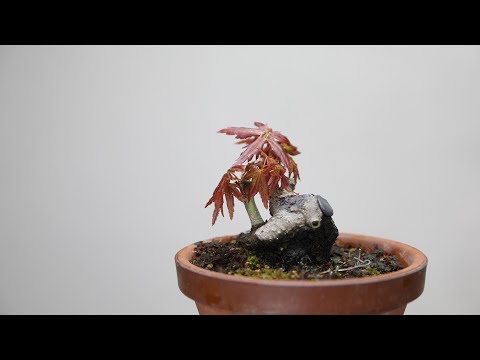 I want to revive my late friend's bonsai　Repeated changes in the plan