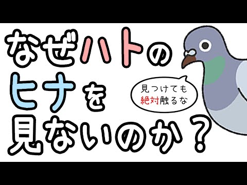 【衝撃】鳩のヒナを見かけない理由 【生物・ざっくり解説】