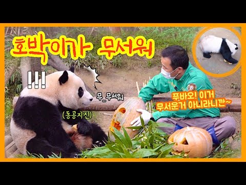 [ep.151] (혹시 이거 기다리신분.....?) 호박이가 무서워 뒷걸음질 치는 푸바오와🧡 호박맛 사과로 단단히 뿔나신 뛰뛰빵빵 아여사님🚗🔥/ 에버랜드 판다월드