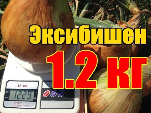 Технология выращивания гигантского лука Эксибишен / От семечки до луковицы 1230 грамм