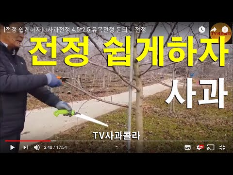 [사과전정 쉽게하자]👍사과전정 4.5*2.5 유목전정 돈되는 전정