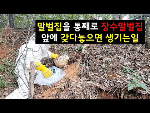 꿀벌 공격하는 놈들 서로 만나게 해주었습니다[사이다영상]