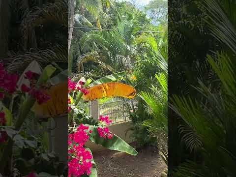 Soft Life in Panama 🇵🇦 #lifeinpanama #slowliving