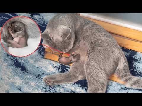 After bringing home a motherless baby squirrel, the nursing cat mom accepted her without hesitation.