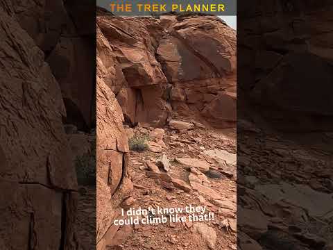 I didn’t know they could do that! #adventure