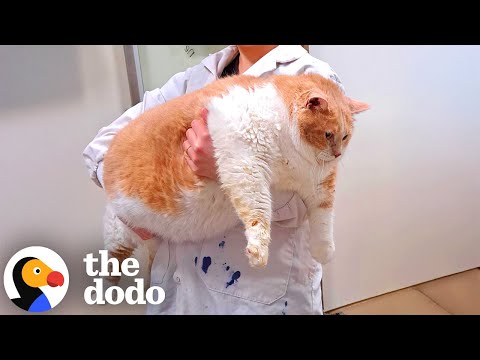 43-Pound Cat Goes On Inspirational Weight Loss Journey | The Dodo