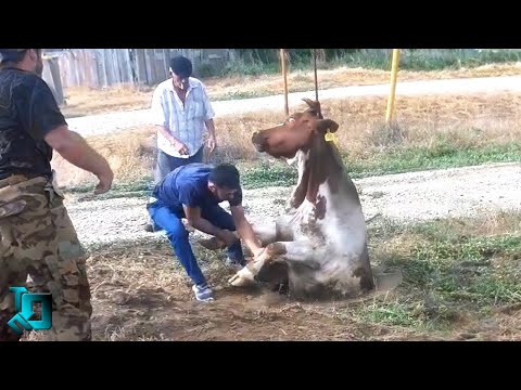 Shot by Accident, But Blew Up the Internet! Amazing Moments with Animals!