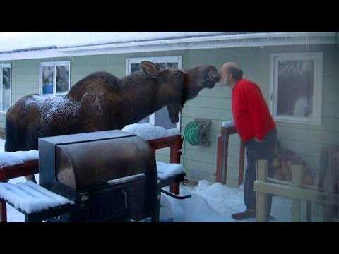 Wild Animals Are Being Friendly Caught on Camera! ❤️