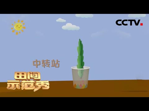 火龙果烂根萎蔫怎么办?专家:一个纸杯就可让火龙果重获新生! | CCTV「田间示范秀」20201210