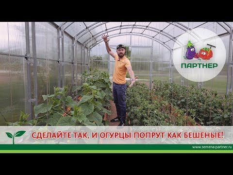 СДЕЛАЙТЕ ТАК, И ОГУРЦЫ ПОПРУТ КАК БЕШЕНЫЕ!
