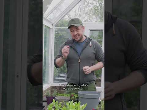 Why you don't need to worry about 'over-potting' your plants 🪴