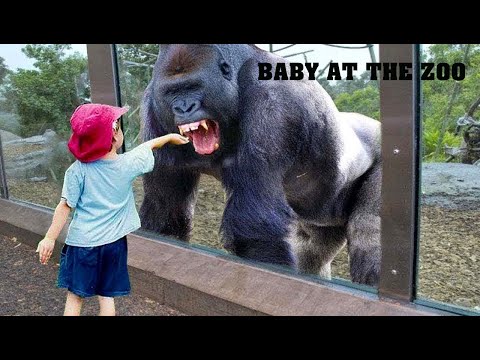 TRY NOT TO LAUGH | Funny Babies At The Zoo - LAUGH TRIGGER